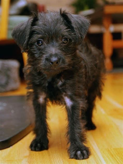 Pinny Poo A Miniature Schnauzer Poodle Mixed Breed Guide