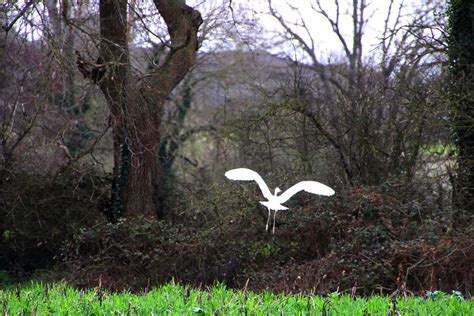 Grande Aigrette Christel Dupriet Flickr