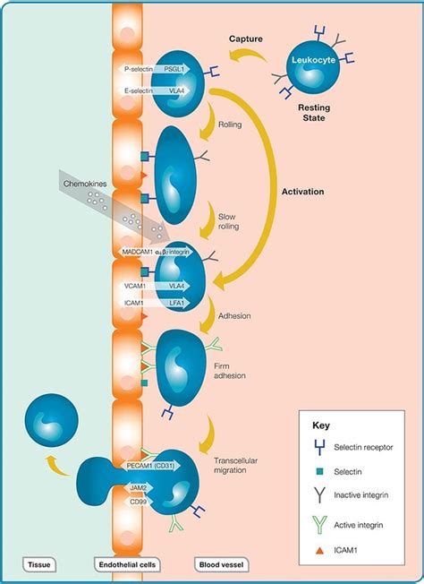 Incomodidad ligeramente dictador adhesion molecules immunology ...