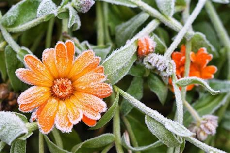 Fleurs R Sistantes Au Gel D Couvrez Ces Plantes Vivaces Qui