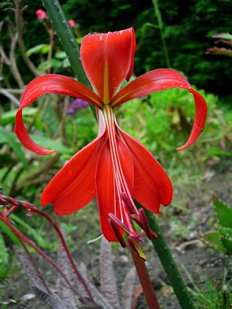 Como Cuidar Da Flor De Lis Sprekelia Formosissima PlantaSonya O