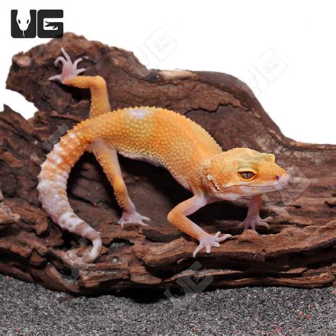 Tremper Albino Tangerine Leopard Gecko