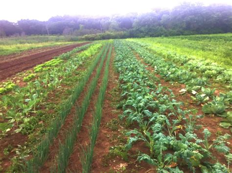 Field of Greens is Growing! - FoodForFree.org