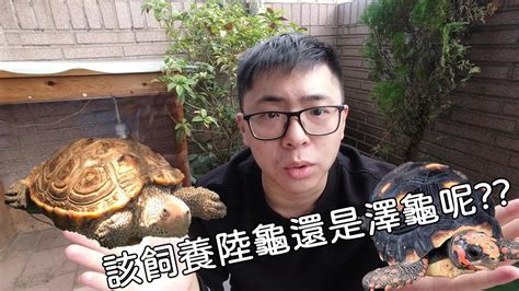 我該飼養陸龜還是澤龜呢如何選擇【九桃分享養爬蟲 《reptiles》】 Youtube