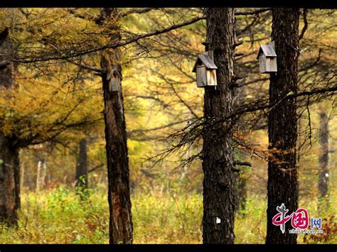 Greater Khingan Range Autumn Beauty At Its Best China Org Cn