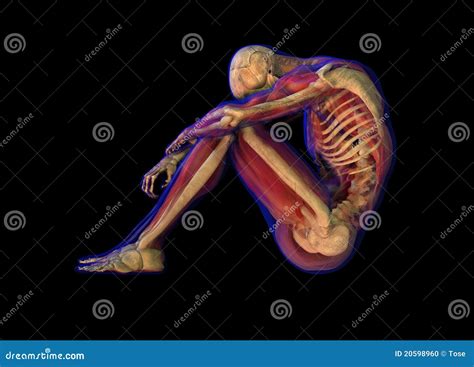 Human Body Skeleton X Ray