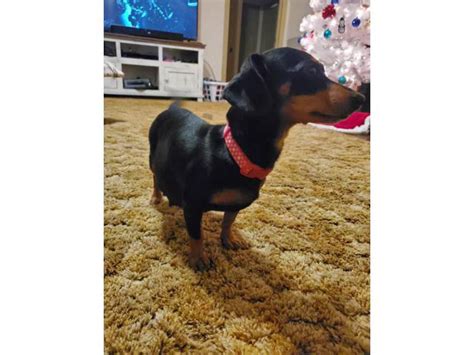 3 Dachshund puppies for adoption Siloam Springs - Puppies for Sale Near Me