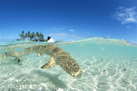 Baby Shark Smithsonian Photo Contest Smithsonian Magazine