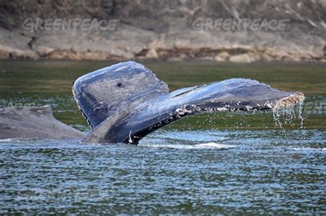 Pacific Northwest Salish Sea Wildlife | Ocean, Sea, Wildlife