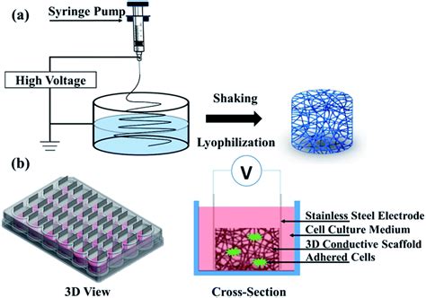 3D Cell Culture Scaffold Market Research Outlook, Development Analysis ...