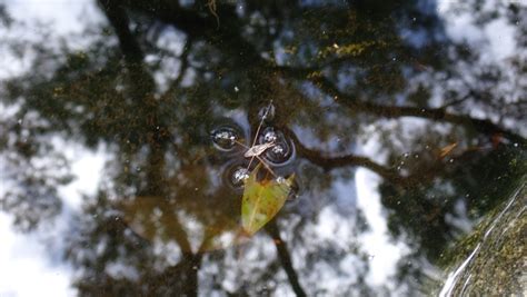 Striped Pond Skaters From On July At Pm By