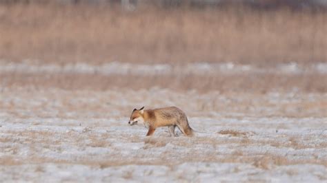 4K Lis Rudy Na Polowaniu Red Fox On A Hunt Vulpes Vulpes YouTube