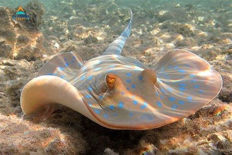 Hurghada Snorkeling At Mahmya Island From Hurghada