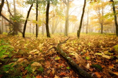 Autumn Photography: Tips to Photographing the Colors of Autumn