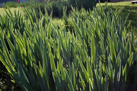 Raisons Courantes Pour Lesquelles Les Iris Ne Fleurissent Pas