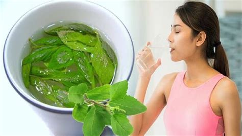 Health Benefits Of Drinking Tulsi Water Daily Digestion To Removing