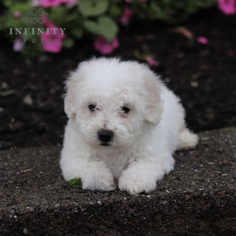 Bichon Frise Puppies For Sale Adopt Your Puppy Today Infinity Pups