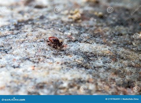 Mite on the Stone. Female Wood Tick. Tick Bite Season Stock Image ...