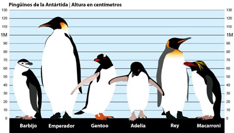 El Espía De Los Pingüinos No Trae Buenas Noticias Xl Semanal