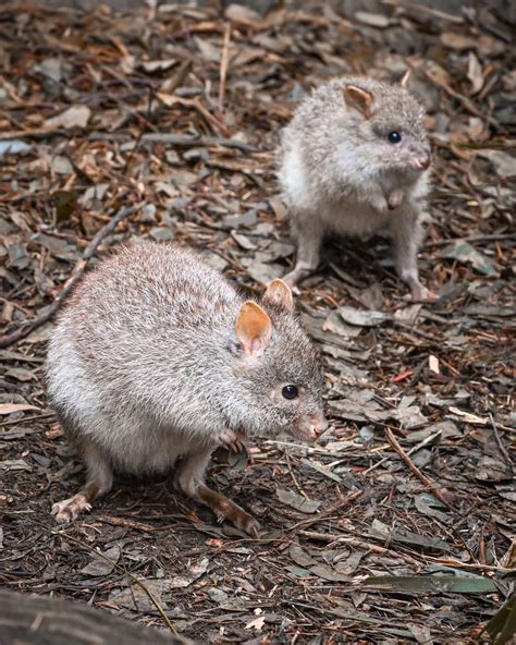 Kookaburra — Shoalhaven Zoo