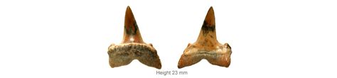 Lamna ruperlensis L E H ON , 1871 : Upper Oligocene, Karagie Formation, Mangyshlak, W. Kazakhstan