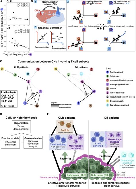 Coordinated Cellular Neighborhoods Orchestrate Antitumoral Immunity At