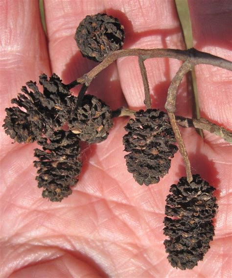 Alder Tree Guide Uk How To Recognise A Common Alder Tree