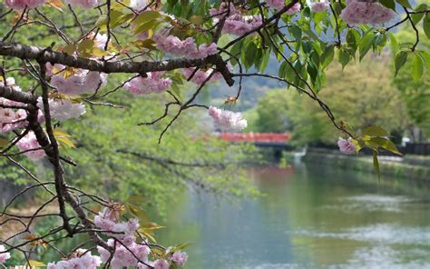 Free Download Kyoto Blossom Cherry Landscapes Background Spring Desktop