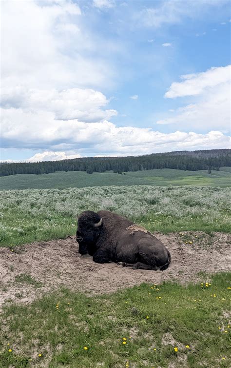 Perfect Yellowstone National Park Itinerary with Young Kids — This