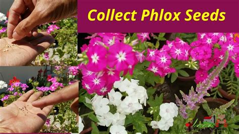 How To Collect Phlox Seeds For Next Season At Asim Garden Youtube