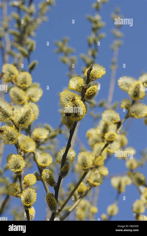 Salix Caprea Pussy Willow Stock Photo Alamy
