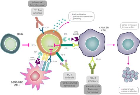 Mechanisms Of Immune Checkpoint Blockade Therapy Legend Cancer Cells