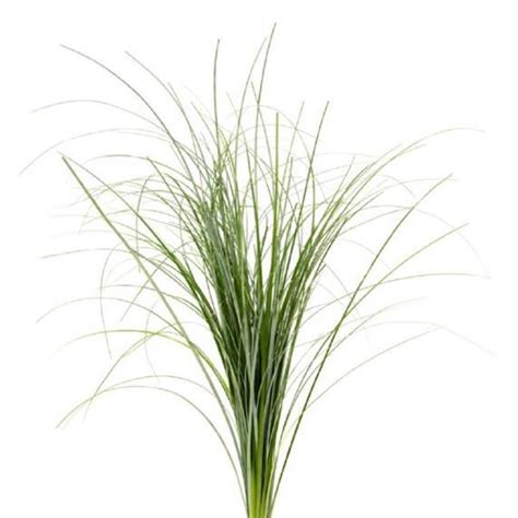 Bear Grass Centerpiece