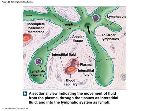 PPT An Introduction To The Lymphatic System And Immunity PowerPoint