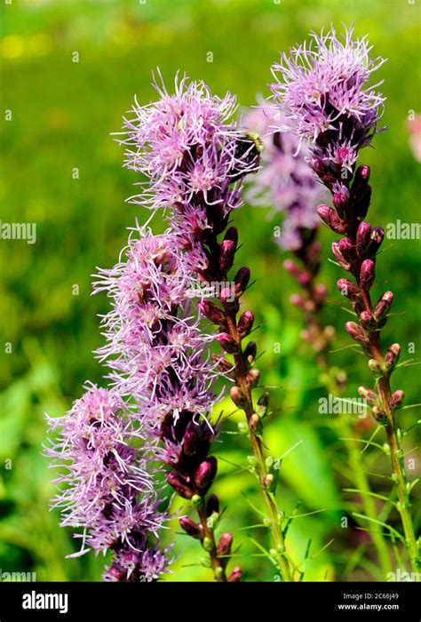 Prairie Gay Feathers With Purple Flowering Spikes Liatris Spicata