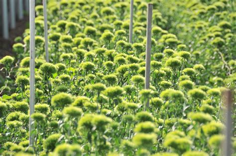 Green Ball and Green Trick Dianthus — Bloom Expert