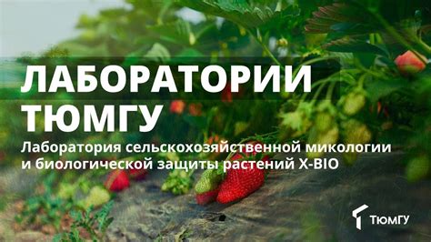 Лаборатории ТюмГУ: ферма для выращивания съедобных растений - YouTube