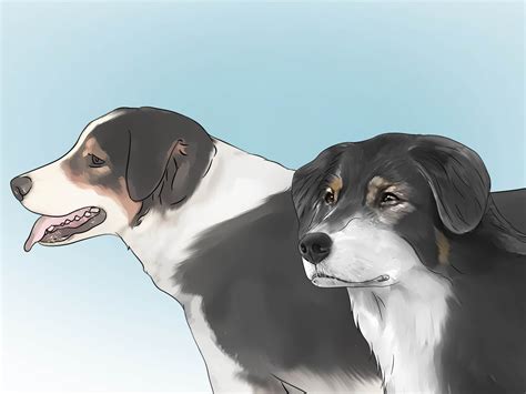 13 Easy Ways to Get Rid of Fleas in the House Forever - wikiHow