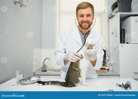 Veterinarian Doctor Checking Cat At A Vet Clinic Stock Photo Image Of