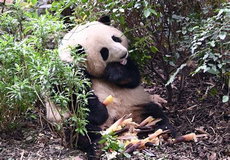 网红大熊猫“和花”卖萌