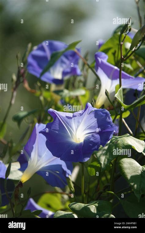 Ipomoea Tricolor Hi Res Stock Photography And Images Alamy