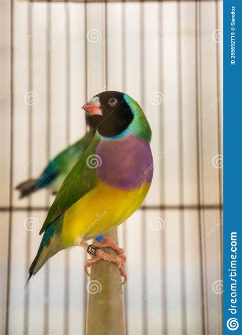 Bright Little Gouldian Finch Bird in a Cage Stock Image - Image of colorful, legs: 255692719