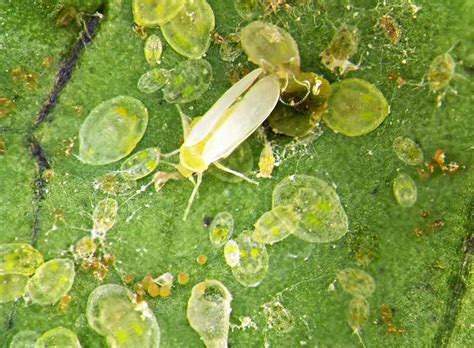 How To Identify And Control Zucchini Plant Pests Gardeners Path