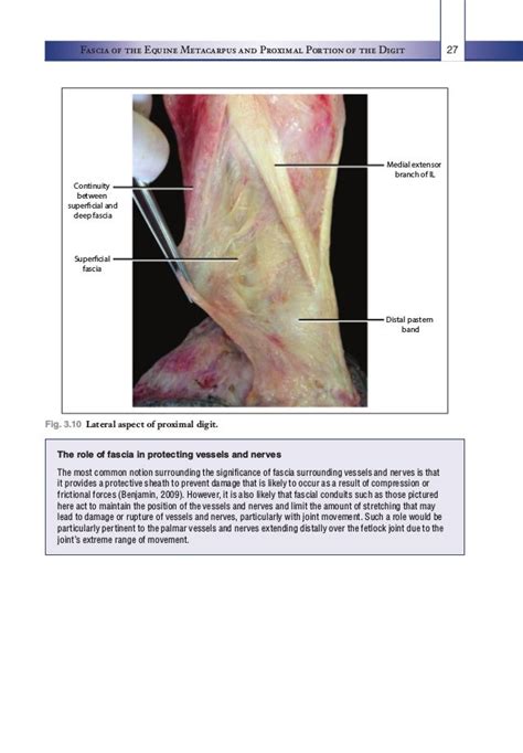 Fascial Anatomy Of The Equine Forelimb