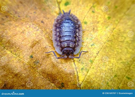 Pill Bug Armadillidiidae Stock Image Image Of Lice 236169707