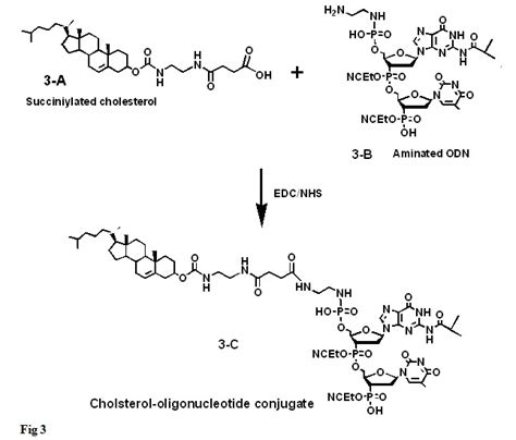 Development And Applications Of Nucleic Acids And Peptides Conjugated To Lipids And Or Carbohydrates