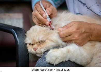 Woman Removing Ear Wax Cats Cat Stock Photo 763155325 | Shutterstock