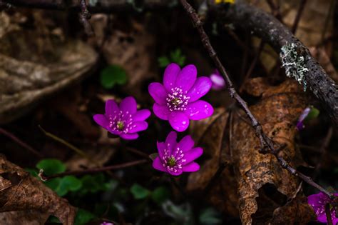 Przylaszczka pospolita Hepatica nobilis opis wygląd wymagania