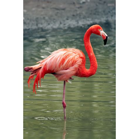 Bay Isle Home Flamingo By Gimbat Wrapped Canvas Photograph Wayfair