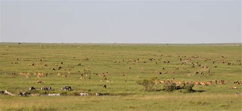 Amazing Facts about the Great Wildebeest Migration - Honest Travellers